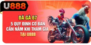 Đ&aacute; G&agrave; 67 - 5 Quy Định Cơ Bản Cần Nắm Khi Tham Gia Tại U888