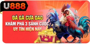 Đ&aacute; G&agrave; Cựa Dao - Kh&aacute;m Ph&aacute; 3 Sảnh Cược Uy T&iacute;n Hiện Nay