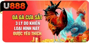 Đ&aacute; G&agrave; Cựa Sắt - 3 L&yacute; Do Khiến Loại H&igrave;nh N&agrave;y Được Y&ecirc;u Th&iacute;ch