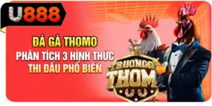 Đ&aacute; G&agrave; Thomo - Ph&acirc;n T&iacute;ch 3 H&igrave;nh Thức Thi Đấu Phổ Biến